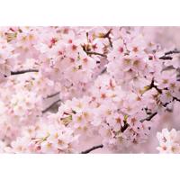 Fototapeta Sakura 180 x 127 cm, 1 część