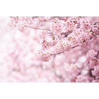 Fototapeta XXL Sakura 360 x 254 cm, 4 części