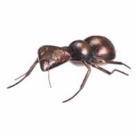 Metalowa dekoracja ogrodowa Ant, 33 x 23 x 10 cm